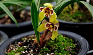 兰花冬天施什么肥最好 兰花冬天施肥方法