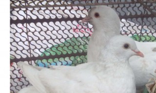 鸽子如何区分公母 鸽子如怎么区分公母