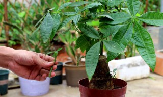 树枝生根方法 促进树枝生根方法有什么