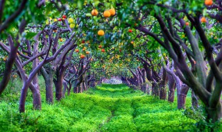 橘子树河南能种吗 简单给大家介绍