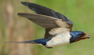 燕子筑巢寓意什么 燕子筑巢意味着什么