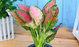 如意皇后冬天怎么养 注意这几点如意皇后才能安全过冬