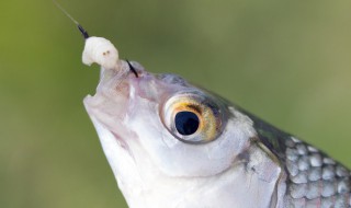 泥鳅钓鳜鱼方法 泥鳅钓鳜鱼的技巧