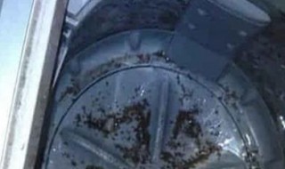 洗衣机洗完衣服有好多毛怎么回事 清理不及时