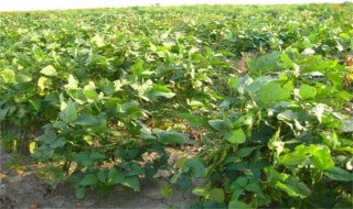 秋毛豆种植时间 南方地区春夏秋冬可种植