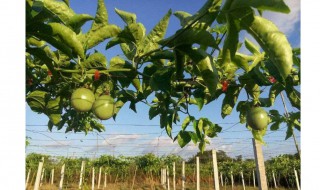 白香果种植技术 白香果如何种植