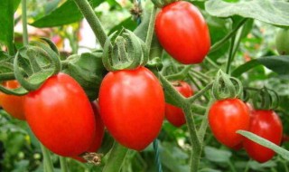 千禧圣女果种植技术 千禧圣女果如何种植