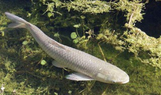 怎么钓草鱼容易上钩 钓草鱼容易上钩的方法