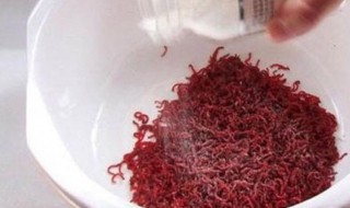 钓鱼红虫怎么养 钓鱼红虫如何养