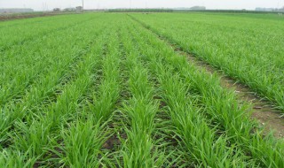 韭菜用什么肥料 韭菜施肥需要注意什么