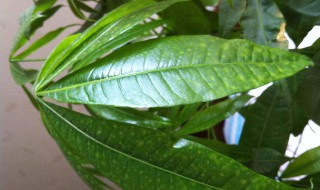 发财树叶子有黄斑怎么办 需要注意这四点