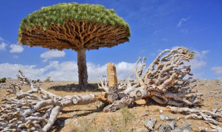 龙血树砍头教程 龙血树怎么砍头