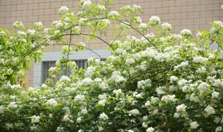 七里香花怎么养 七里香花养殖方法