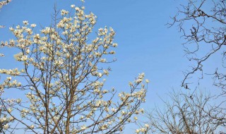 玉兰树的繁殖方法 主要有这些方法