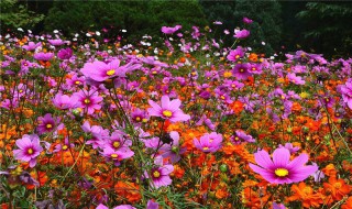 格桑花是什么花 格桑花的介绍