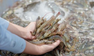 去虾壳虾线的小技巧 去虾壳虾线的小技巧是什么
