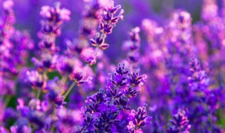 花不迷人人自迷的意思是什么 花不迷人人自迷的意思