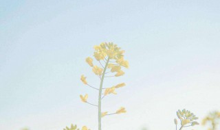 小清新英文网名简短的 小清新英文网名大全