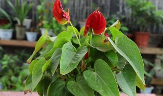 红掌怎么繁殖 红掌繁殖方法