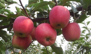 苹果祛痘正确方法 去痘印正确方法如下