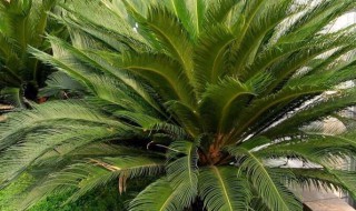 多头铁树的养殖方法 多头铁树如何养殖