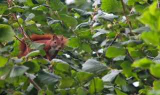 东北榛子树的种植方法 东北榛子树怎么种植