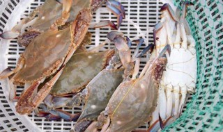 梭子蟹怎么杀 杀梭子蟹方法