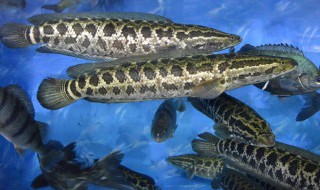 黑鱼怎么杀 杀黑鱼步骤