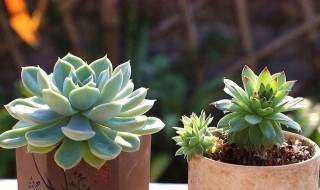 多肉怎么种 多肉的种植方法