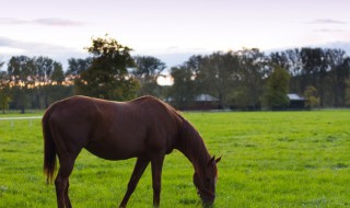肥马的养殖方法 育肥马应该如何配置