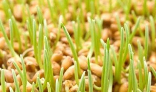 麦苗饲料种植技巧 对环境有什么要求