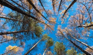 仰拍和俯拍技巧 怎样掌握俯拍和仰拍摄影技巧