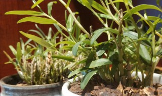 石斛盆栽的种植方法 选择什么样的盆土最合适