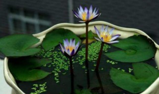 睡莲的种植方法盆栽 睡莲如何种植