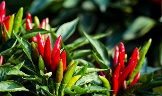 最简单的辣椒催芽方法 最简单的辣椒催芽方法步骤