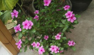 养五叶梅的方法 五叶梅的养殖方法