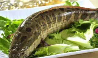 黑鱼怎么洗才不粘 怎样去除黑鱼的粘液