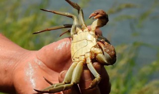 螃蟹家养方法 螃蟹的养殖方法