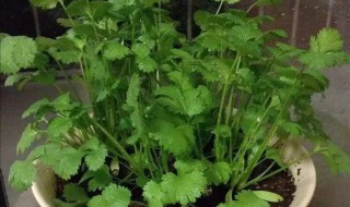 香菜籽怎么种 香菜籽播种方法