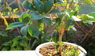 茶花换盆方法 换盆的步骤是什么