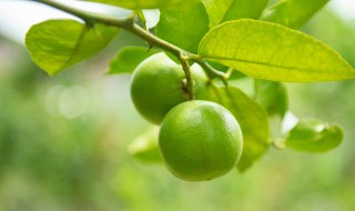 柚木幼苗种植方法 种植前应该如何管理