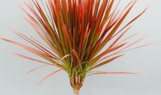 千年木种植方法 千年木如何种植