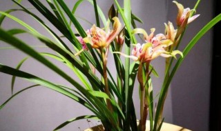 兰花为什么不开花 兰花不开花的原因是什么