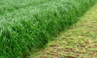 黑麦草种植方法 黑麦草如何种植