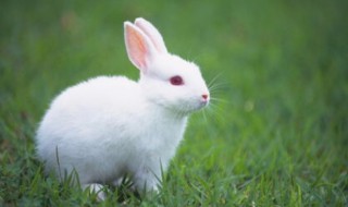 怎么正确抓兔子不会被抓 兔子应该怎么抓