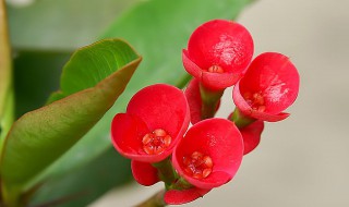 虎刺梅的繁殖方法 虎刺梅怎么繁殖