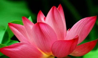 关于莲的故事传说简短 关于莲的故事