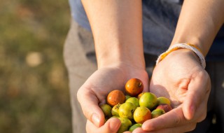 最好摘枣方法 雨伞接枣又快好干净