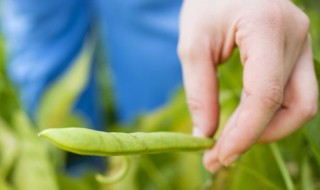 种植豆子方法 黄豆种植方法分享