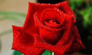 玫瑰花打理方法 新买的玫瑰花如何打理